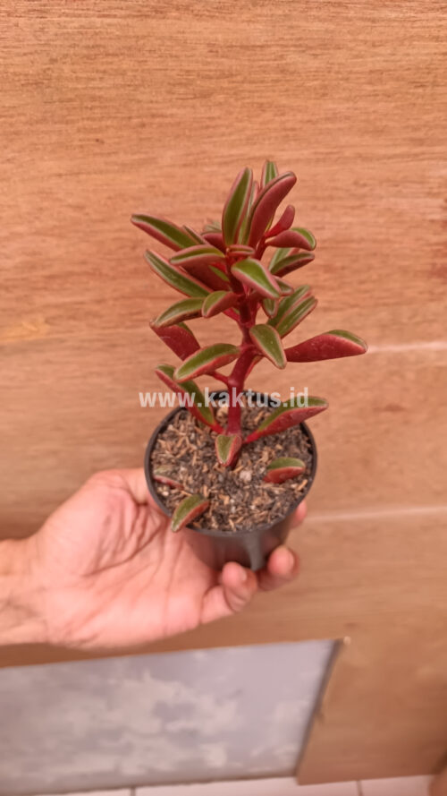 Peperomia Graveolens, real gallery image #19 plants. Picture taken directly from kaktus.id community Peperomia farmer green houses.