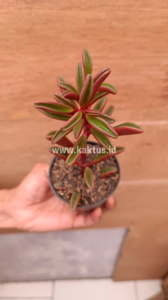 kaktus.id