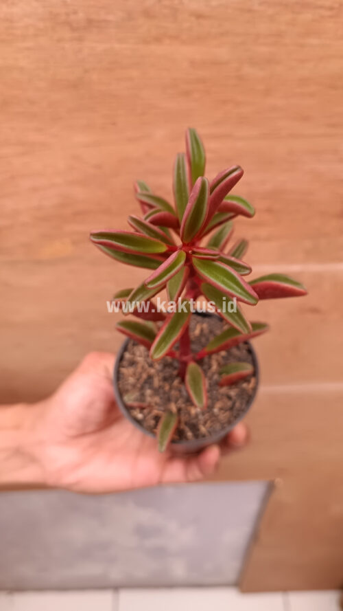 Peperomia Graveolens, real gallery image #17 plants. Picture taken directly from kaktus.id community Peperomia farmer green houses.