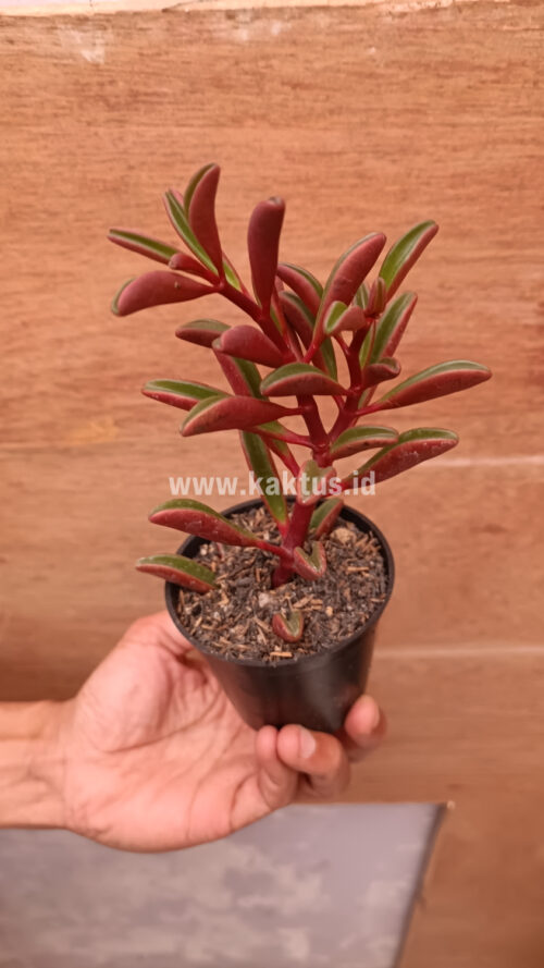 Peperomia Graveolens, real gallery image #16 plants. Picture taken directly from kaktus.id community Peperomia farmer green houses.