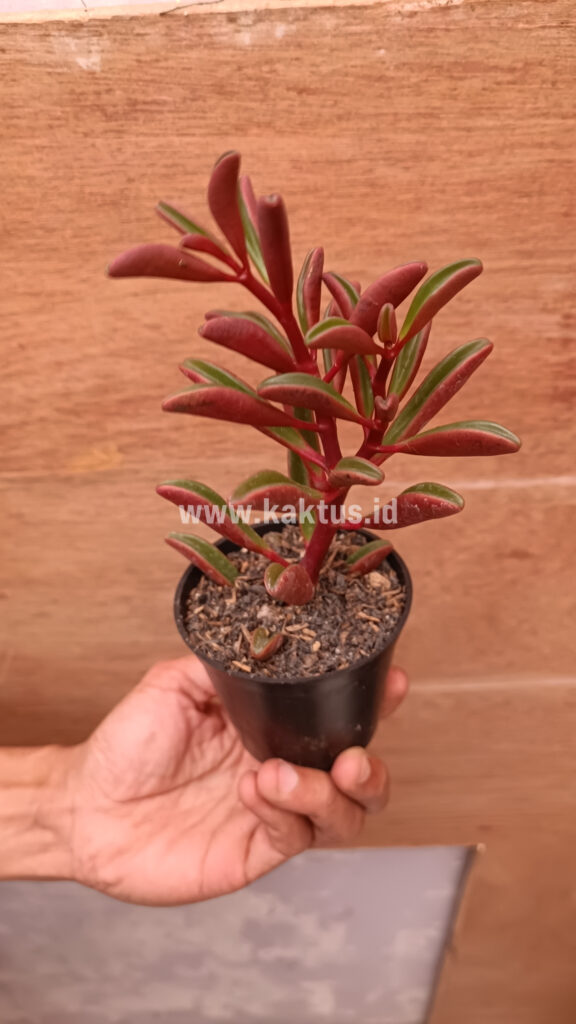 kaktus.id