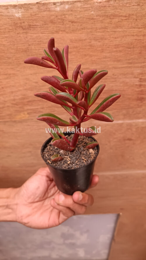 Peperomia Graveolens, real gallery image #14 plants. Picture taken directly from kaktus.id community Peperomia farmer green houses.