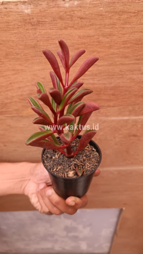 Peperomia Graveolens, real gallery image #3 plants. Picture taken directly from kaktus.id community Peperomia farmer green houses.