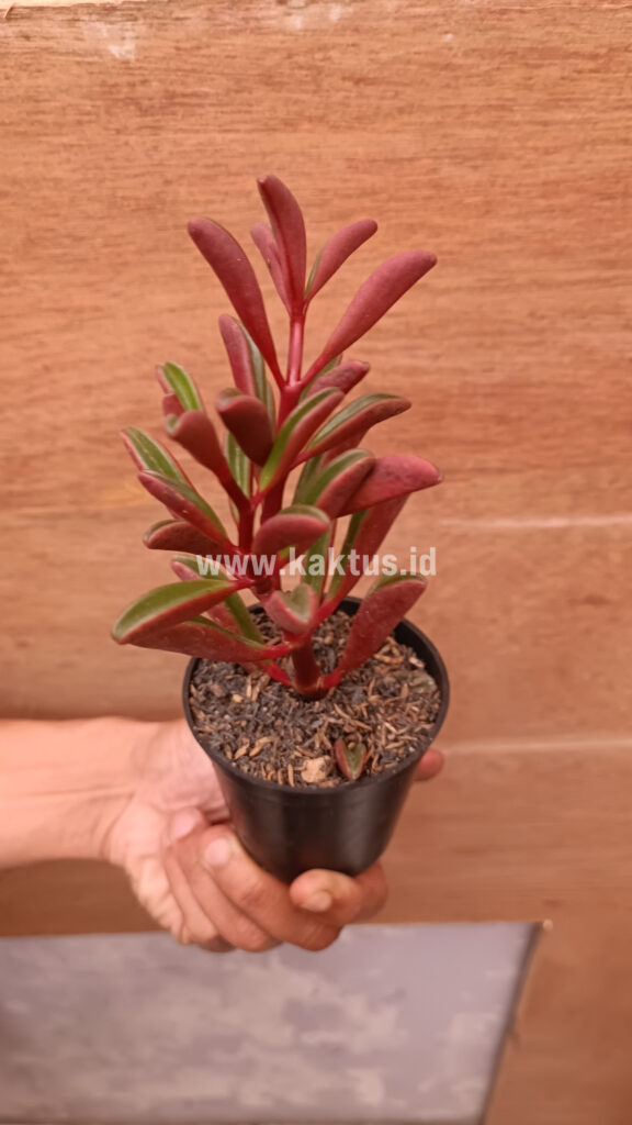 kaktus.id
