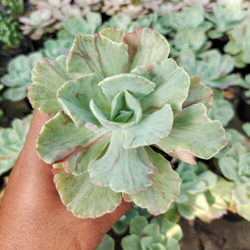 Echeveria Chantilly Mutation, real gallery image #8 plants. Picture taken directly from kaktus.id community Echeveria farmer green houses.