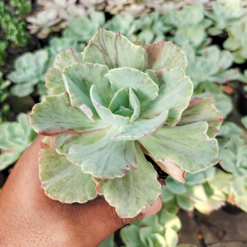 Echeveria Chantilly Mutation, real gallery image #1 plants. Picture taken directly from kaktus.id community Echeveria farmer green houses.