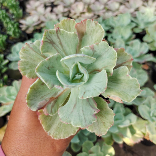 Echeveria Chantilly Mutation, real gallery image #9 plants. Picture taken directly from kaktus.id community Echeveria farmer green houses.