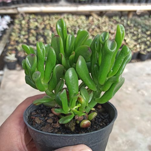 Crassula Ovata ‘Gollum' - Bonsai, real gallery image #5 plants. Picture taken directly from kaktus.id community Crassula farmer green houses.