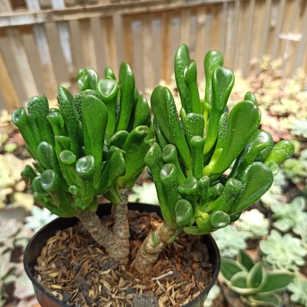 197. Crassula Ovata ‘Gollum' - Bonsai ( Appendix II – Special Permit Needed* )