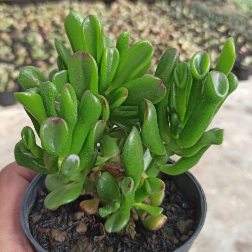 Crassula Ovata ‘Gollum' - Bonsai, real gallery image #6 plants. Picture taken directly from kaktus.id community Crassula farmer green houses.