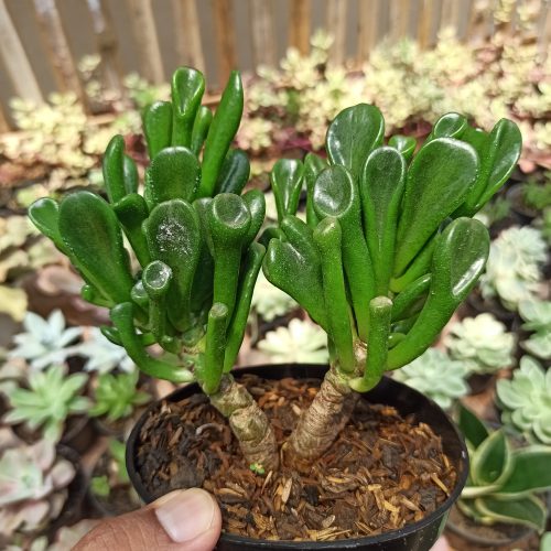 Crassula Ovata ‘Gollum' - Bonsai, real gallery image #7 plants. Picture taken directly from kaktus.id community Crassula farmer green houses.