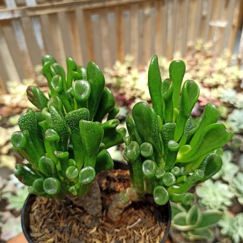 Crassula Ovata ‘Gollum' - Bonsai, real gallery image #8 plants. Picture taken directly from kaktus.id community Crassula farmer green houses.