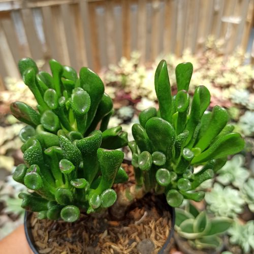 Crassula Ovata ‘Gollum' - Bonsai, real gallery image #10 plants. Picture taken directly from kaktus.id community Crassula farmer green houses.