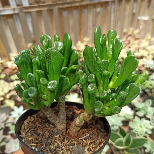 Crassula Ovata ‘Gollum' - Bonsai, real gallery image #9 plants. Picture taken directly from kaktus.id community Crassula farmer green houses.