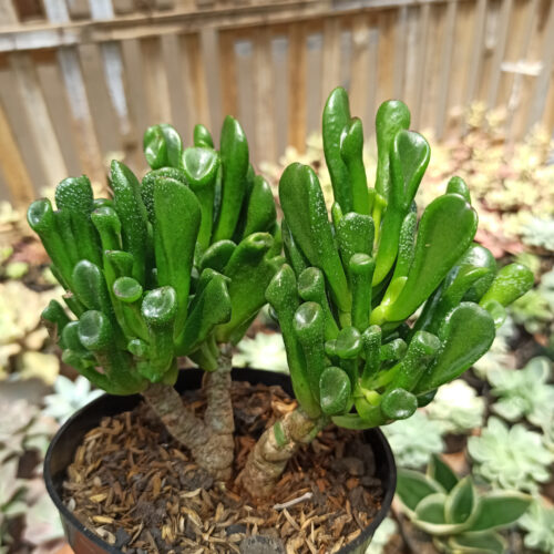Crassula Ovata ‘Gollum' - Bonsai, real gallery image #12 plants. Picture taken directly from kaktus.id community Crassula farmer green houses.