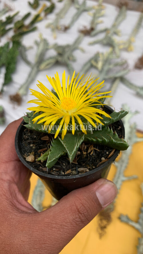Faucaria Tigrina, real gallery image #12 plants. Picture taken directly from kaktus.id community Faucaria farmer green houses.
