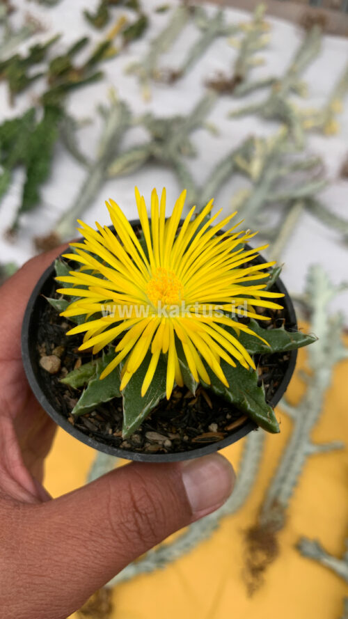 Faucaria Tigrina, real gallery image #11 plants. Picture taken directly from kaktus.id community Faucaria farmer green houses.