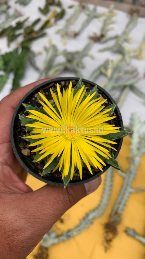 Faucaria Tigrina, real gallery image #10 plants. Picture taken directly from kaktus.id community Faucaria farmer green houses.
