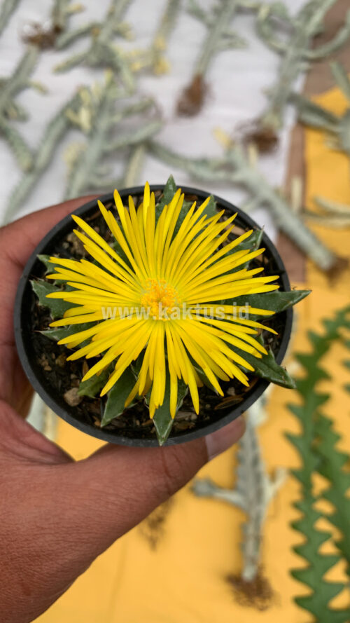 Faucaria Tigrina, real gallery image #9 plants. Picture taken directly from kaktus.id community Faucaria farmer green houses.