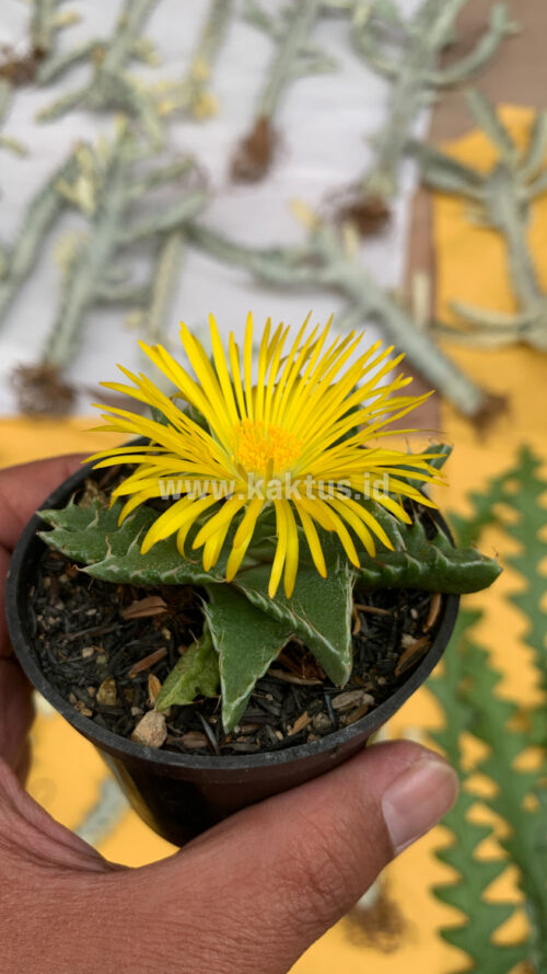 Faucaria Tigrina, real gallery image #8 plants. Picture taken directly from kaktus.id community Faucaria farmer green houses.