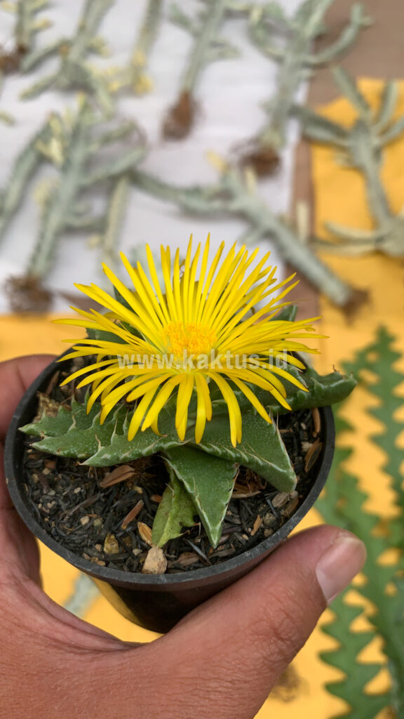kaktus.id