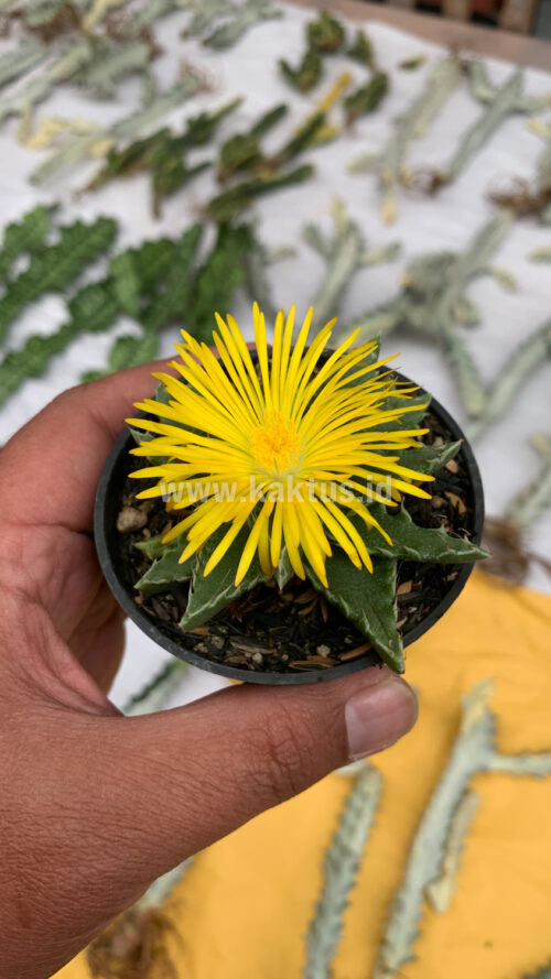 Faucaria Tigrina, real gallery image #7 plants. Picture taken directly from kaktus.id community Faucaria farmer green houses.