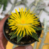 Faucaria Tigrina, real feature image plant. Picture taken directly from kaktus.id community Faucaria farmer green houses.