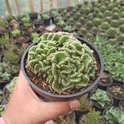 Austrocylindropuntia Subulata Cristata / Kaktus Babat Size 11 Cm, real gallery image #2 plants. Picture taken directly from kaktus.id community Austrocylindropuntia farmer green houses.