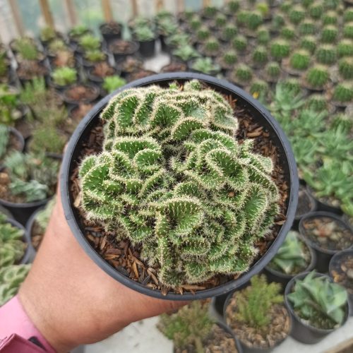Austrocylindropuntia Subulata Cristata / Kaktus Babat Size 11 Cm, real gallery image #4 plants. Picture taken directly from kaktus.id community Austrocylindropuntia farmer green houses.