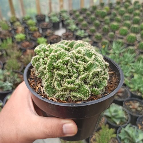 Austrocylindropuntia Subulata Cristata / Kaktus Babat Size 11 Cm, real gallery image #5 plants. Picture taken directly from kaktus.id community Austrocylindropuntia farmer green houses.