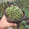 Austrocylindropuntia Subulata Cristata / Kaktus Babat Size 11 Cm, real gallery image #1 plants. Picture taken directly from kaktus.id community Austrocylindropuntia farmer green houses.