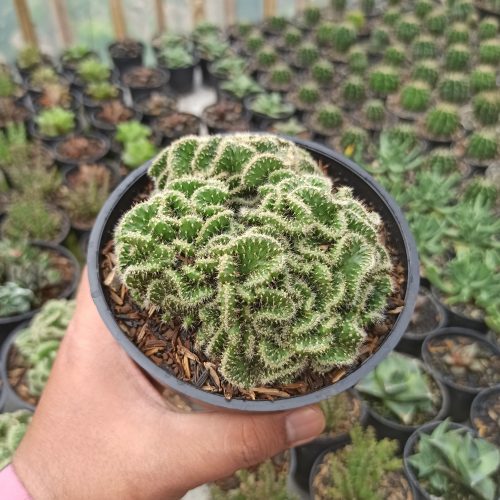 Austrocylindropuntia Subulata Cristata / Kaktus Babat Size 11 Cm, real gallery image #3 plants. Picture taken directly from kaktus.id community Austrocylindropuntia farmer green houses.