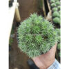 Deuterocohnia Brevifolia, real feature image plant. Picture taken directly from kaktus.id community Deuterocohnia farmer green houses.