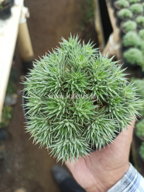 Deuterocohnia Brevifolia, real gallery image #1 plants. Picture taken directly from kaktus.id community Deuterocohnia farmer green houses.