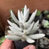 Senecio Haworthii, real gallery image #10 plants. Picture taken directly from kaktus.id community Senecio farmer green houses.