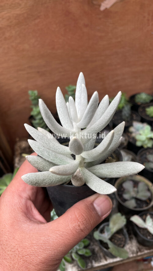 Senecio Haworthii, real gallery image #6 plants. Picture taken directly from kaktus.id community Senecio farmer green houses.