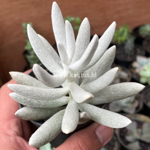 Senecio Haworthii, real gallery image #1 plants. Picture taken directly from kaktus.id community Senecio farmer green houses.