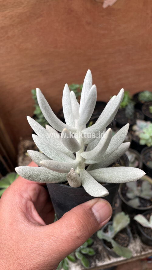 Senecio Haworthii, real gallery image #2 plants. Picture taken directly from kaktus.id community Senecio farmer green houses.