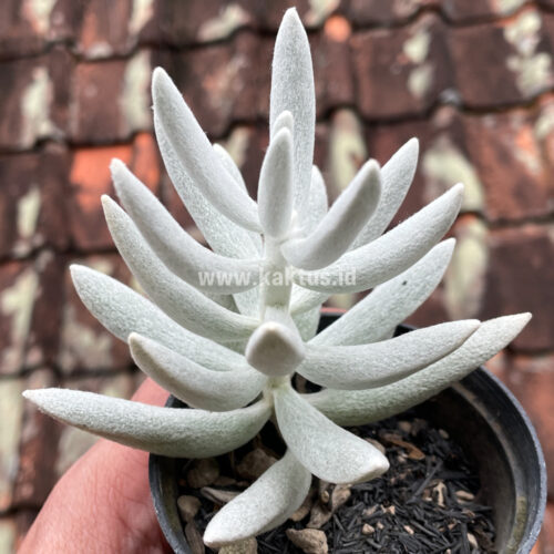 Senecio Haworthii, real gallery image #8 plants. Picture taken directly from kaktus.id community Senecio farmer green houses.