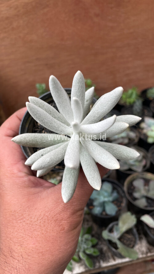 Senecio Haworthii, real gallery image #5 plants. Picture taken directly from kaktus.id community Senecio farmer green houses.
