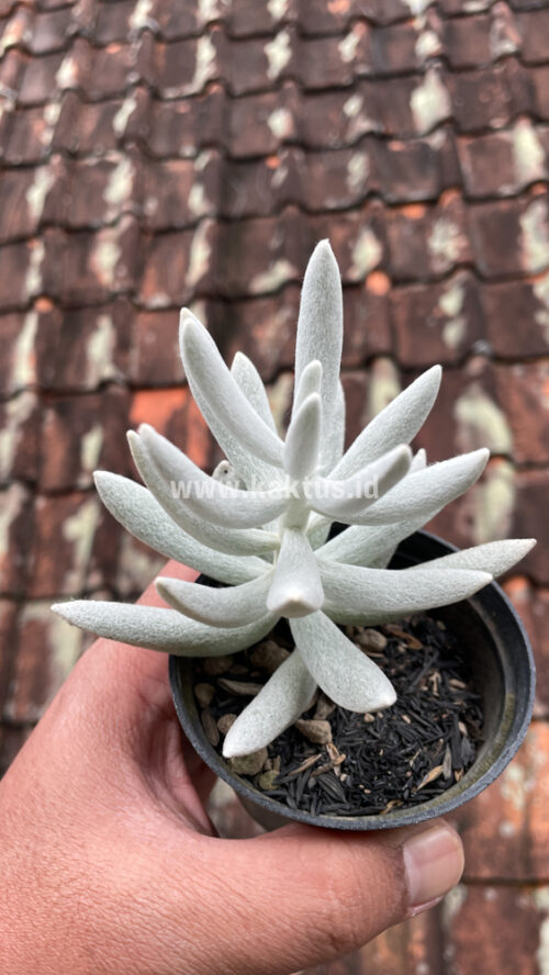 Senecio Haworthii, real gallery image #12 plants. Picture taken directly from kaktus.id community Senecio farmer green houses.