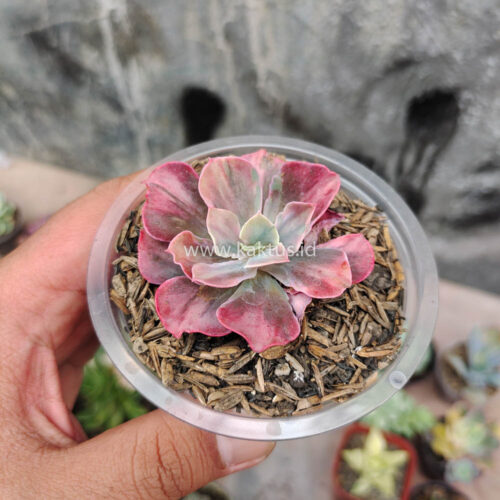 Echeveria Beyonce Rainbow, real gallery image #6 plants. Picture taken directly from kaktus.id community Echeveria farmer green houses.