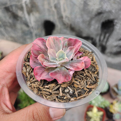Echeveria Beyonce Rainbow, real gallery image #4 plants. Picture taken directly from kaktus.id community Echeveria farmer green houses.