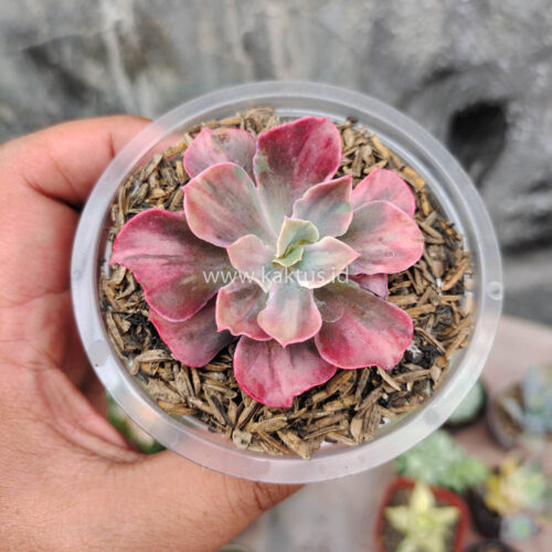 Echeveria Beyonce Rainbow, real gallery image #7 plants. Picture taken directly from kaktus.id community Echeveria farmer green houses.