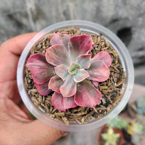 Echeveria Beyonce Rainbow, real gallery image #8 plants. Picture taken directly from kaktus.id community Echeveria farmer green houses.