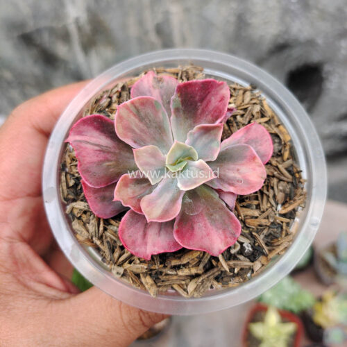 Echeveria Beyonce Rainbow, real gallery image #9 plants. Picture taken directly from kaktus.id community Echeveria farmer green houses.