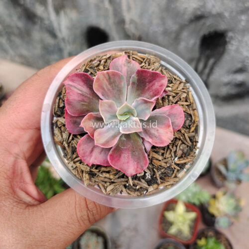 Echeveria Beyonce Rainbow, real gallery image #1 plants. Picture taken directly from kaktus.id community Echeveria farmer green houses.