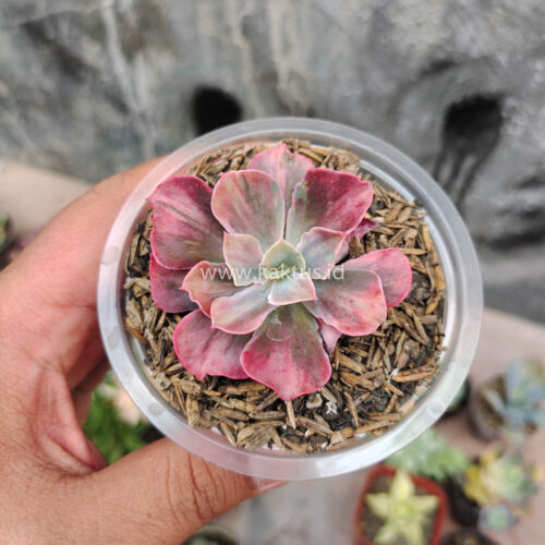 Echeveria Beyonce Rainbow, real gallery image #5 plants. Picture taken directly from kaktus.id community Echeveria farmer green houses.