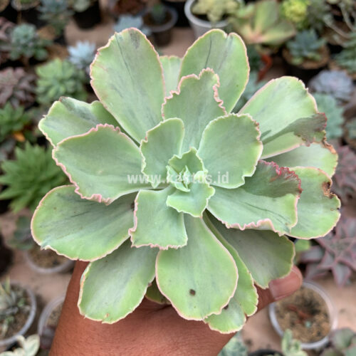 Echeveria Chantilly White Mutation, real gallery image #7 plants. Picture taken directly from kaktus.id community Echeveria farmer green houses.