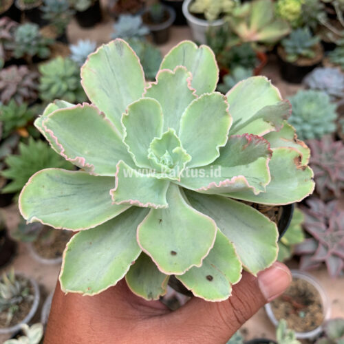 Echeveria Chantilly White Mutation, real gallery image #2 plants. Picture taken directly from kaktus.id community Echeveria farmer green houses.